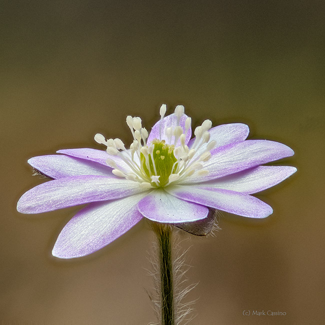 Hepatica Wildflower